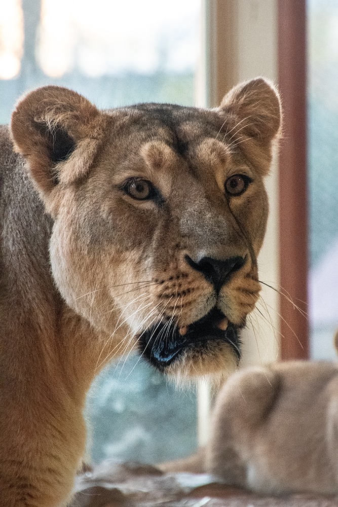 Aziatische leeuw - Asiatic lion