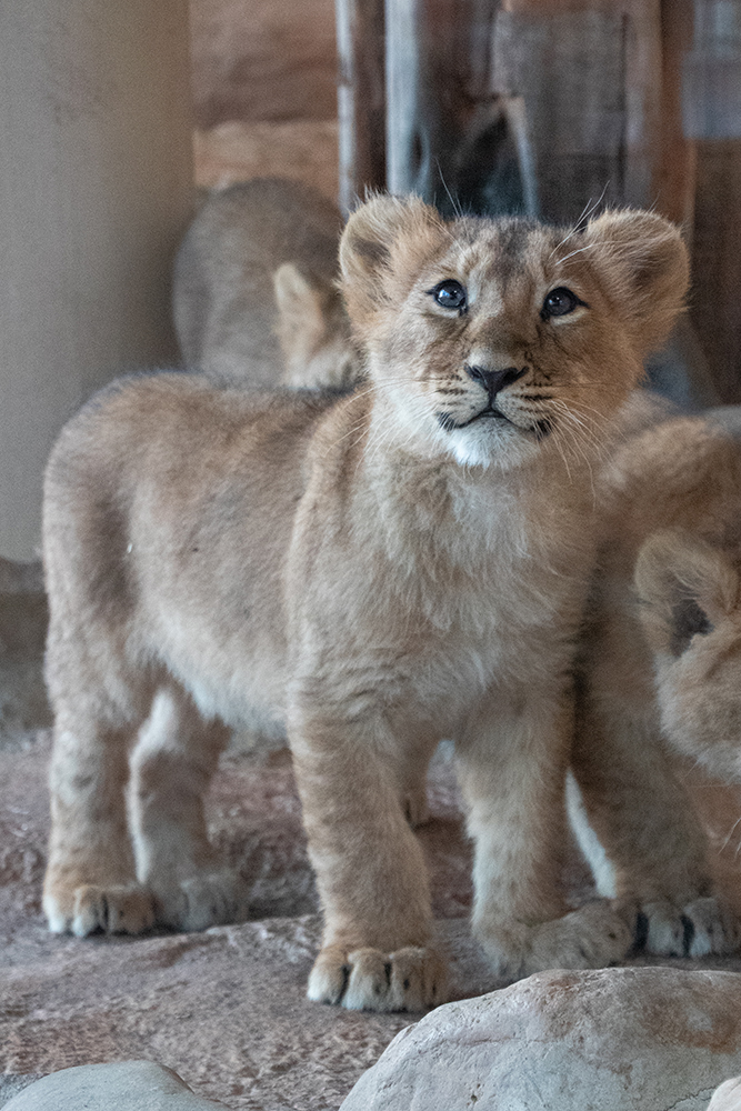 Aziatische leeuw - Asiatic lion