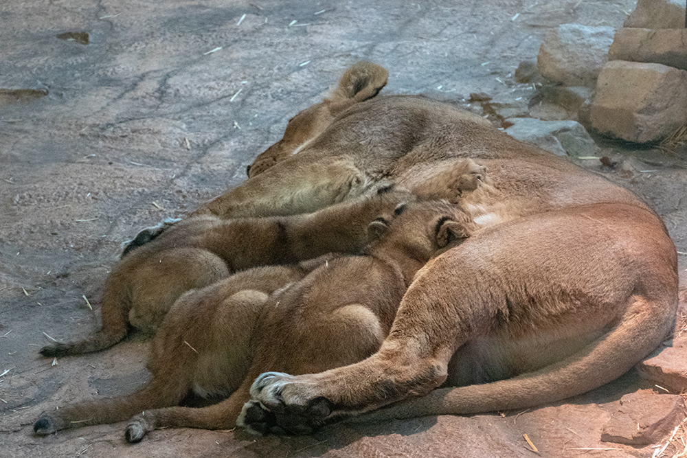 Aziatische leeuw - Asiatic lion