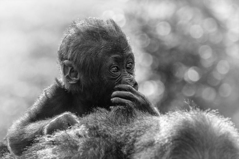Monochrome apen baby’s