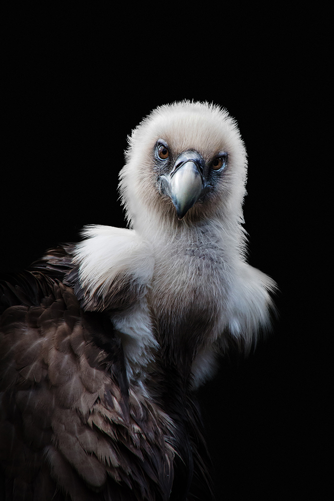 Vale gier - Griffon vulture