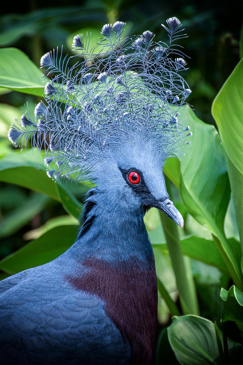 Kroonduif - Western crowned pigeon 