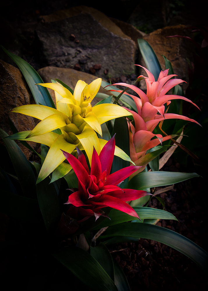 Bromelia