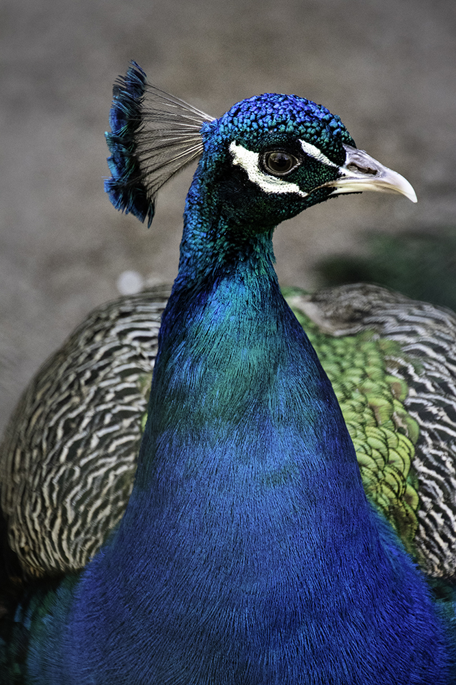 Pauw - Peacock