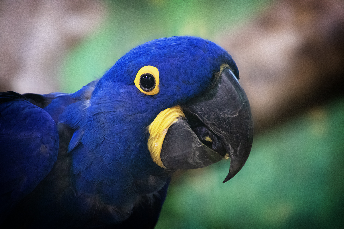 Hyasinth ara - Hyacinth macaw