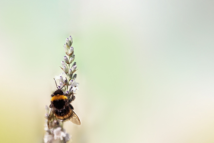 Hommel - Bumblebee