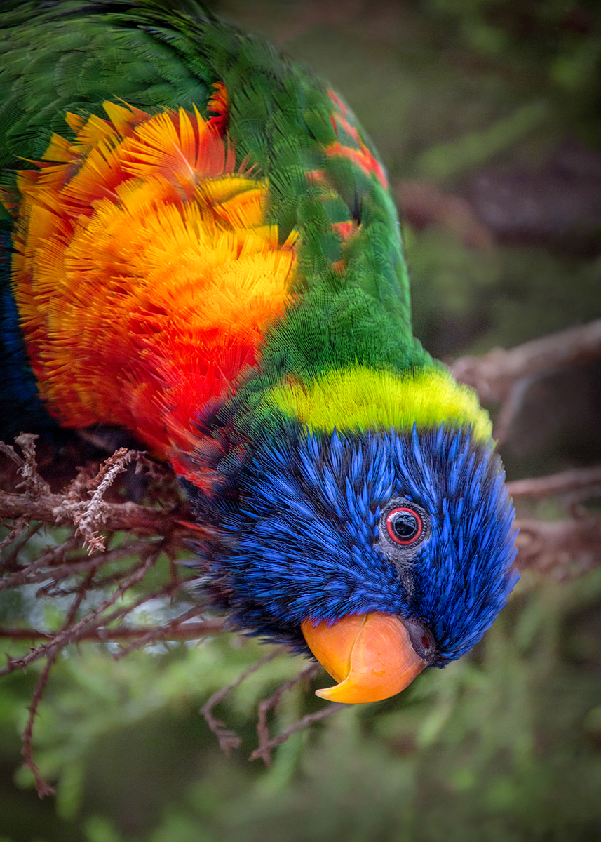 Regenboog lori - Rainbow lorikeet