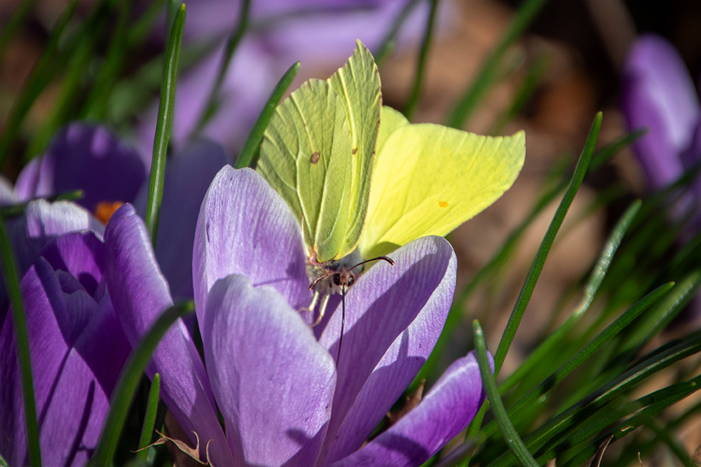 Citroenvlinder op krokus - Brimstone on Crocus