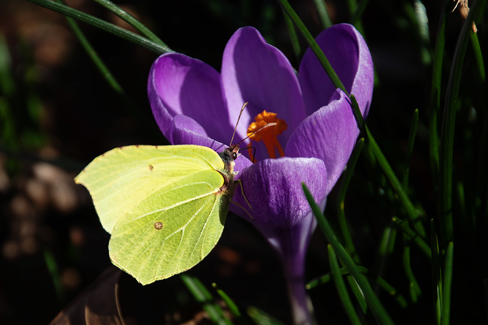 Citroenvlinder op krokus - Brimstone on Crocus