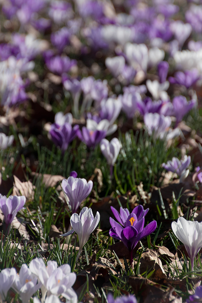 Krokus - Crocus