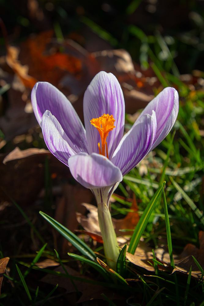 Krokus - Crocus