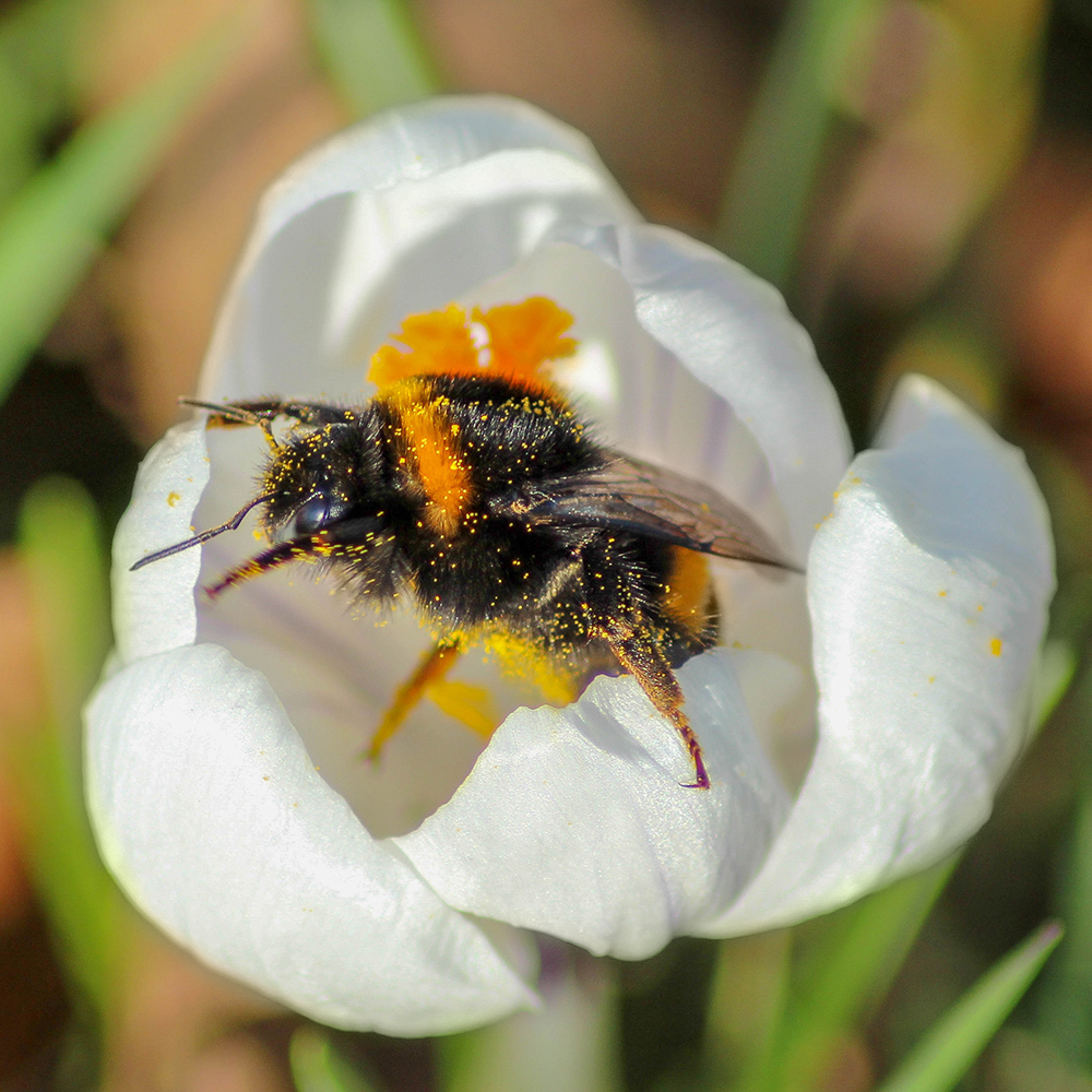 Hommel op krokus - Bumblebee on Crocus