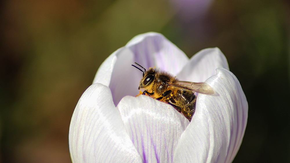 Bij op krokus - Bee on Crocus