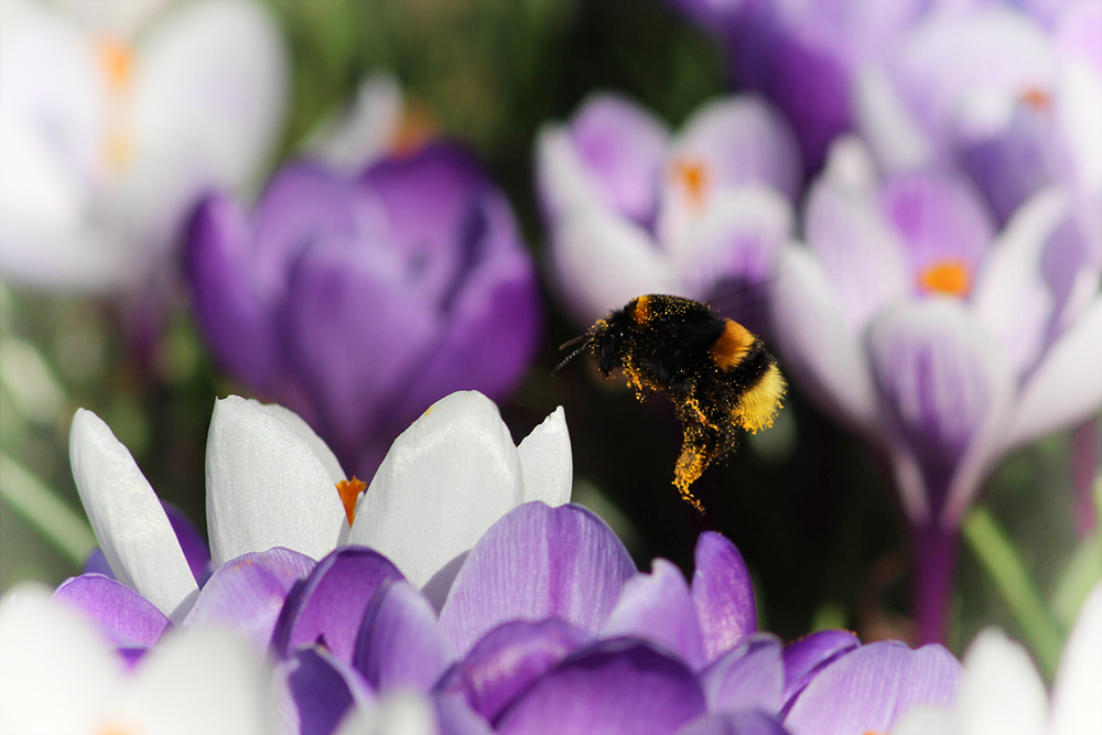 Hommel op krokus - Bumblebee on Crocus