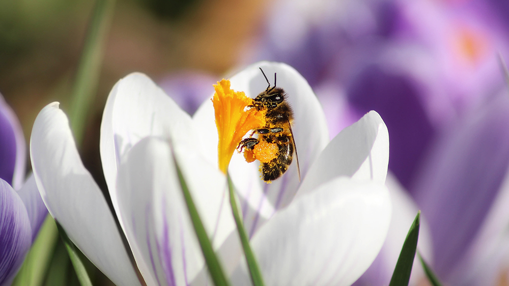 Bij op krokus - Bee on Crocus