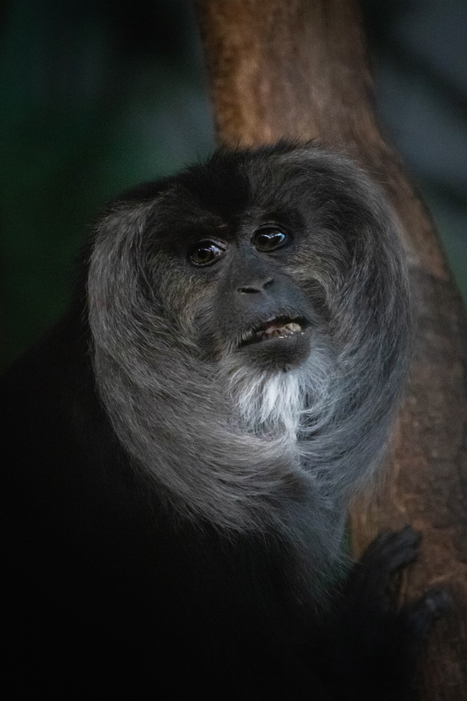 Leeuwaap - Lion-tailed macaque