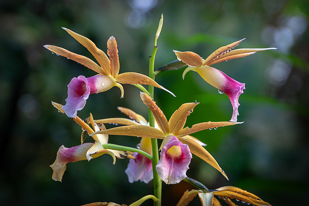 Moerasorchidee - Nun's hood orchid