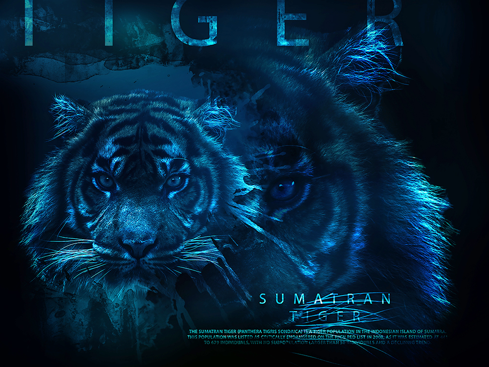 Sumatraanse tijger - Sumatran tiger (Artistic Photo Template V2) 