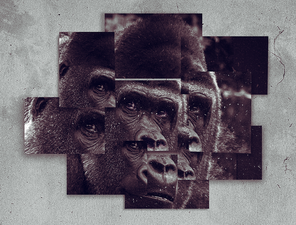 Gorilla Bauwi (Frame Art Photo Template - Landscape)