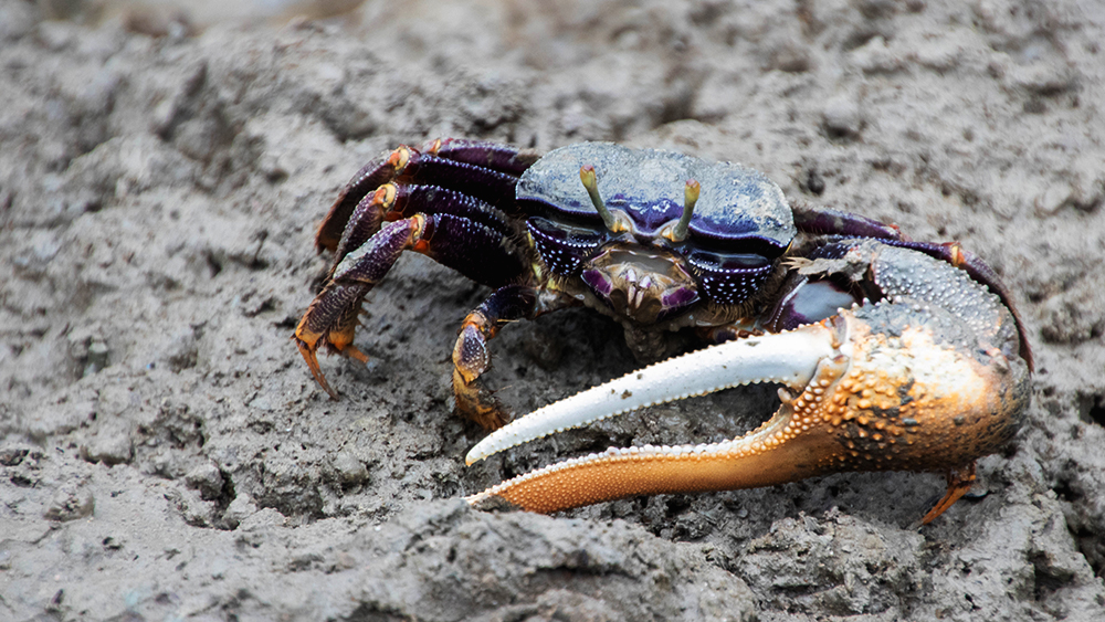 Wenkkrab - Fiddler crab