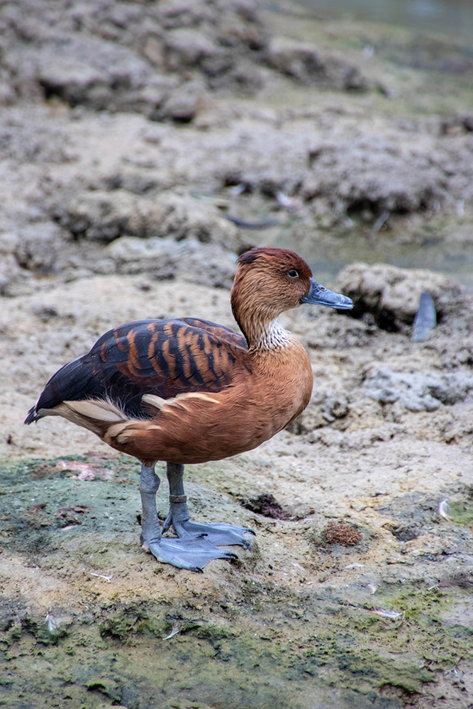 Rosse fluiteend - Fulvous whistling duck