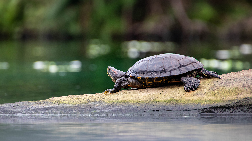 Roodwangschildpad - Red-eared slider