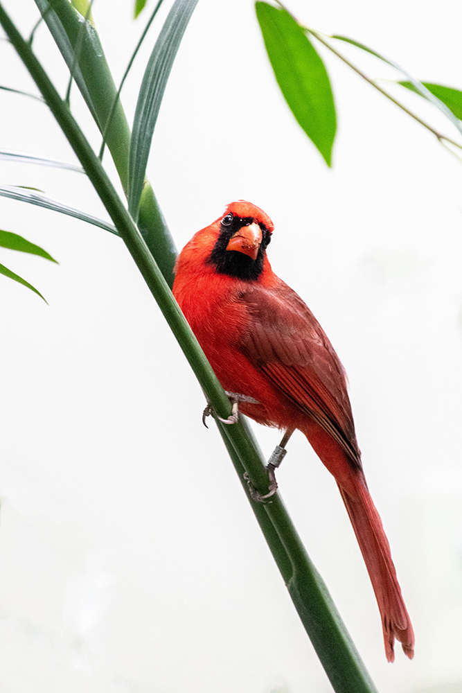 Rode kardinaal - Northern cardinal