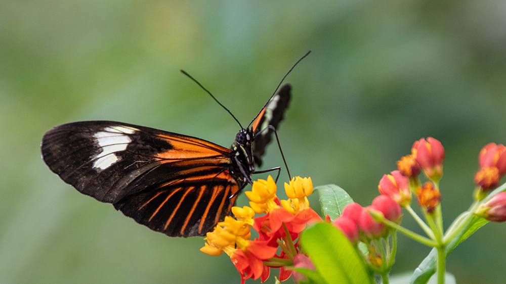 Doris passieblomevlinder - Doris Longwing butterfly