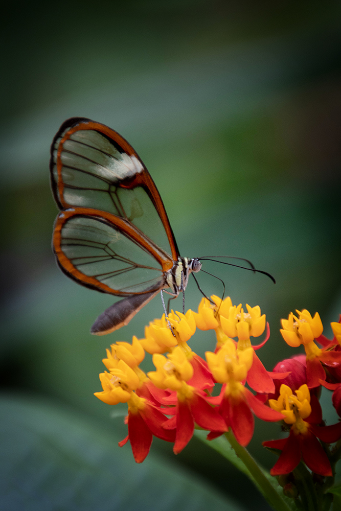 Glasvleugelvlinder - Glasswing