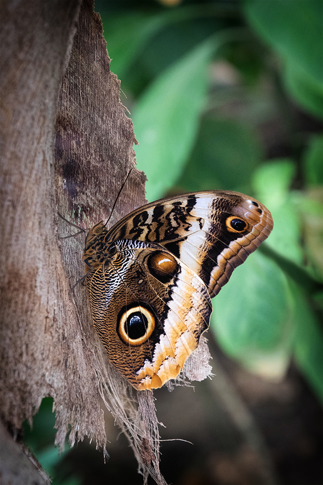 Uil vlinder - Owl butterfly