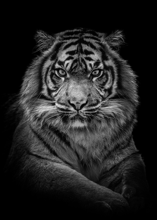 Sumatraanse tijger - Sumatran tiger