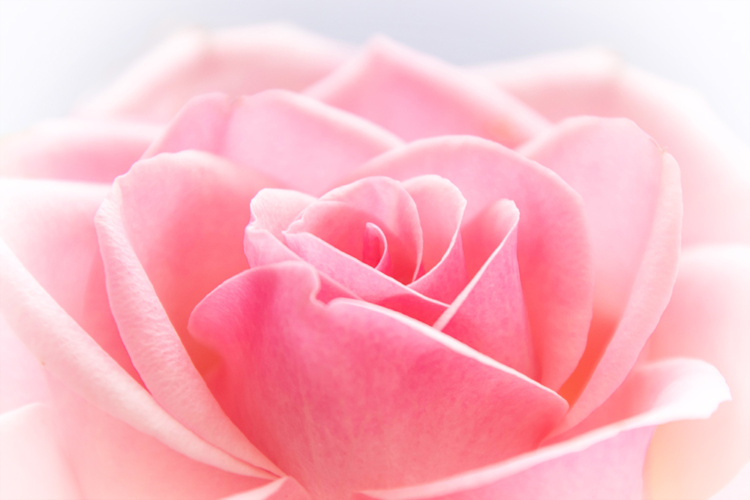 Roos - Rose