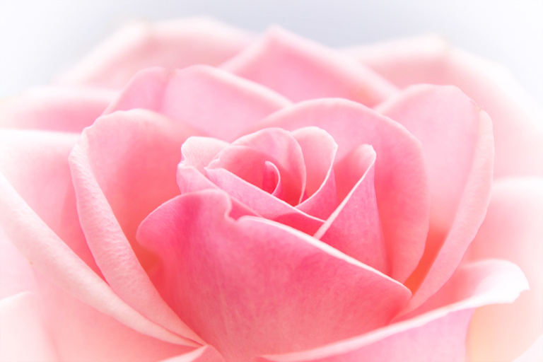 Een roze roos