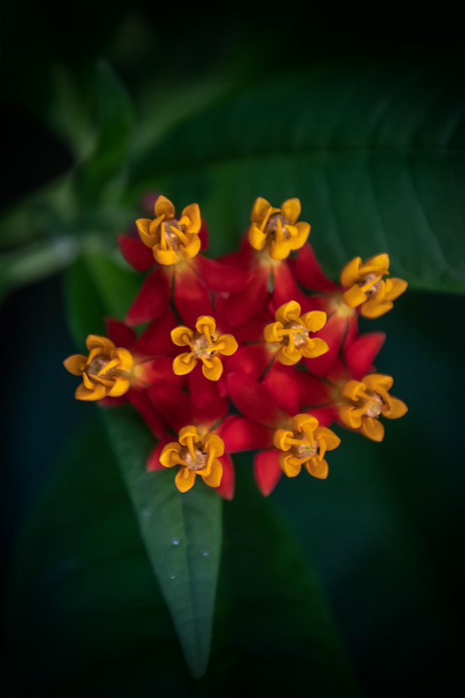 Frederiksbloem - Mexican Butterfly Weed