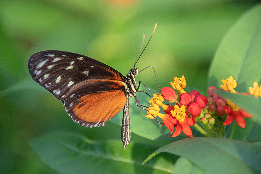 Tijger-passiebloem-vlinder - Tiger longwing