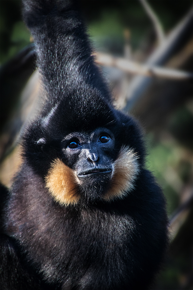 Goudwanggibbon - Yellow-cheeked gibbon