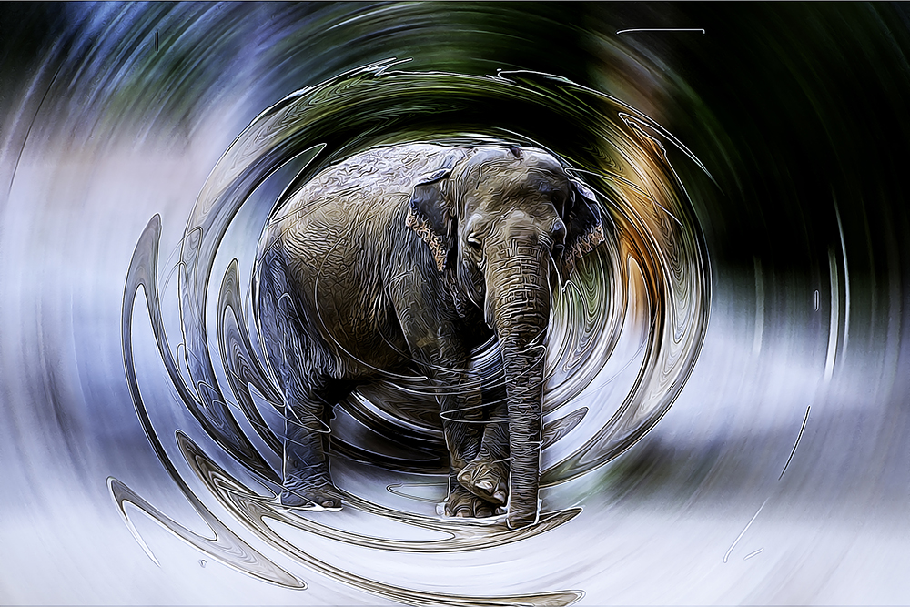 Aziatische olifant - Asian elephant (Planckendael Mechelen)