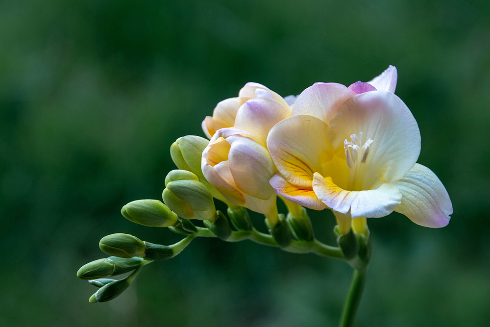 Playing with flowers