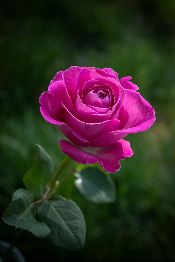 Roos - Rose
