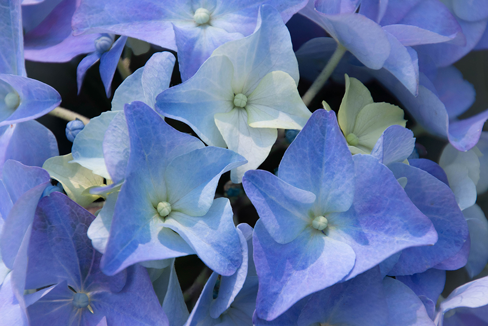 Hortensia - Hydrangea