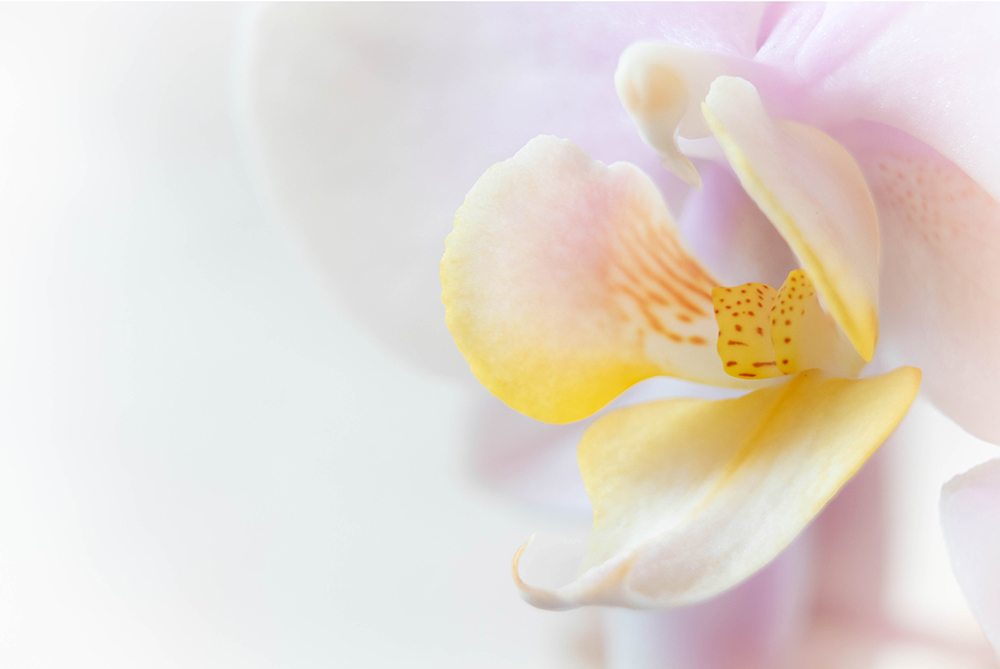 Orchidee - Orchid