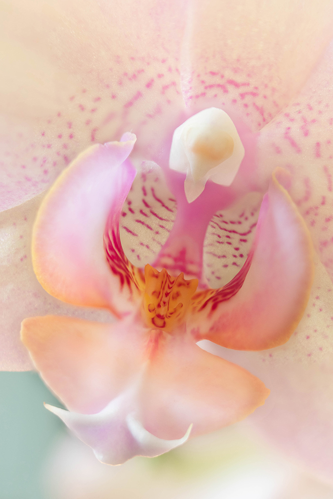 Orchidee - Orchid