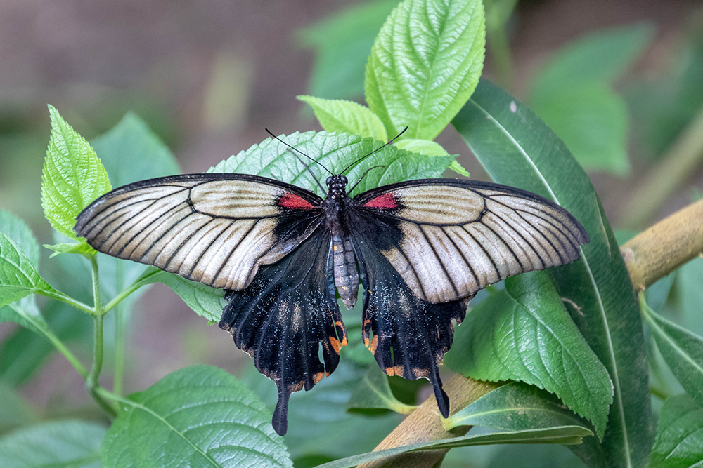 Papilio memnon alcanor