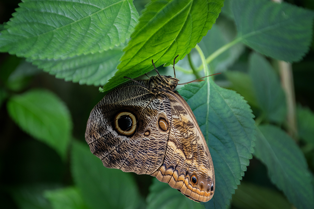 Caligo eurilochus