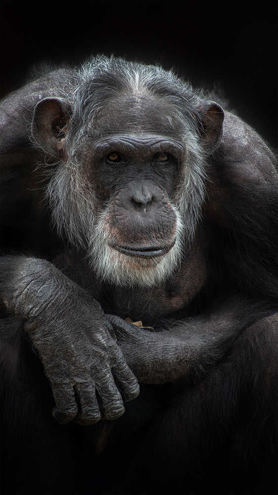 Mike - Chimpansee - Chimpanzee