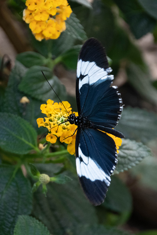 Heliconius cydno