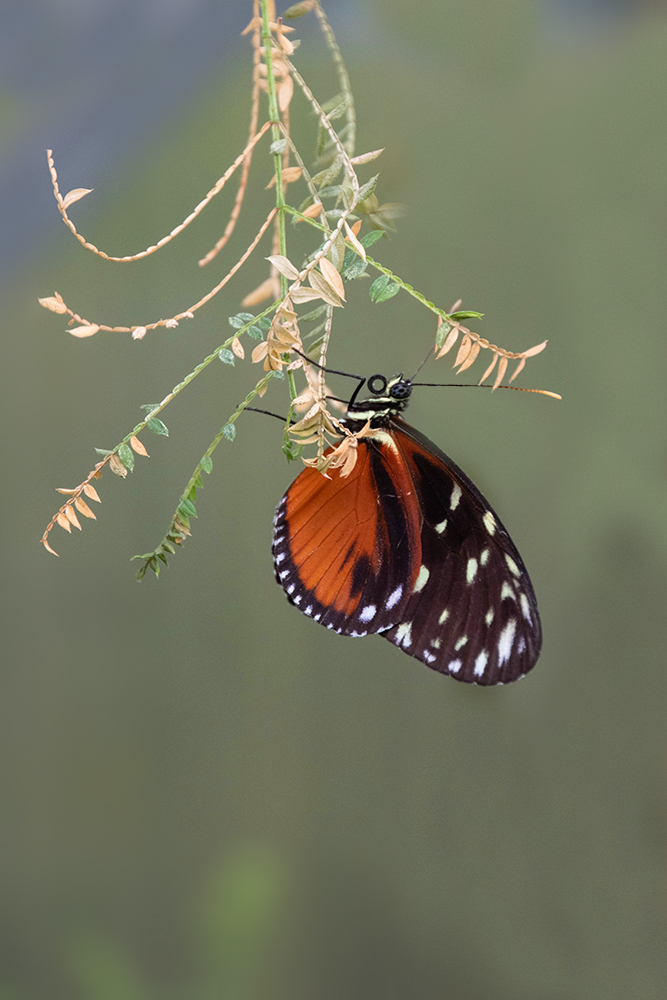 Tithorea tarricina