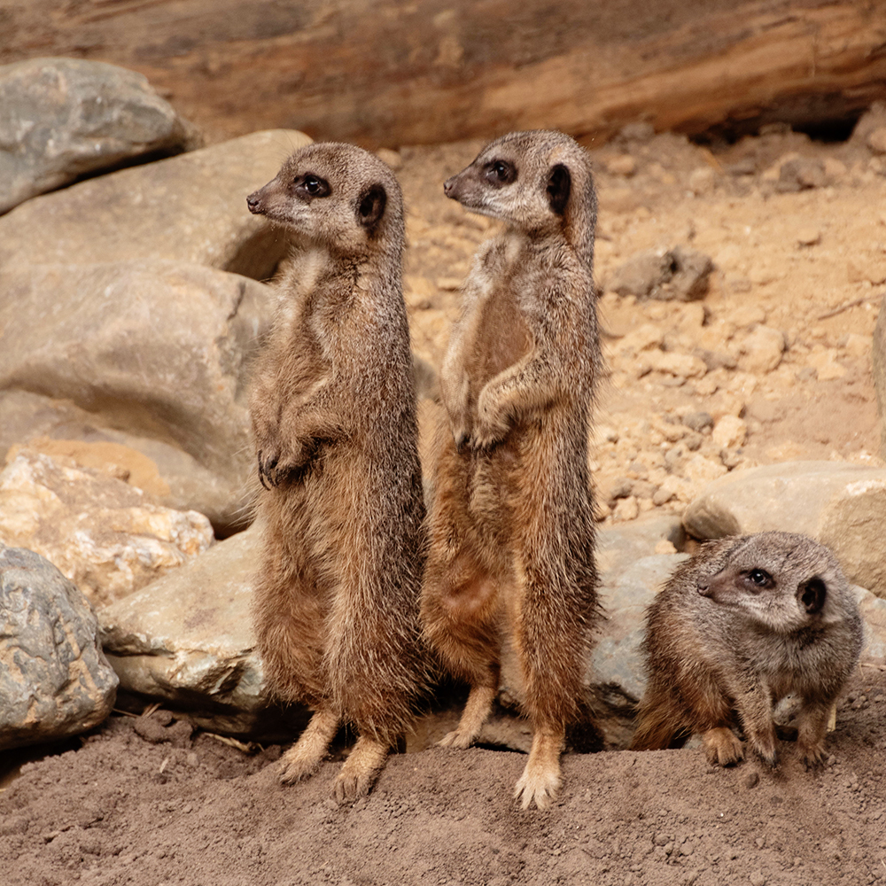 Stokstaartjes - Meerkat