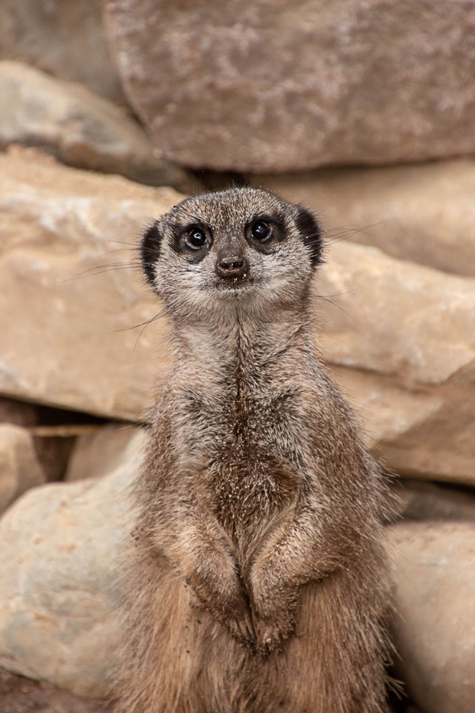 Stokstaartjes - Meerkat