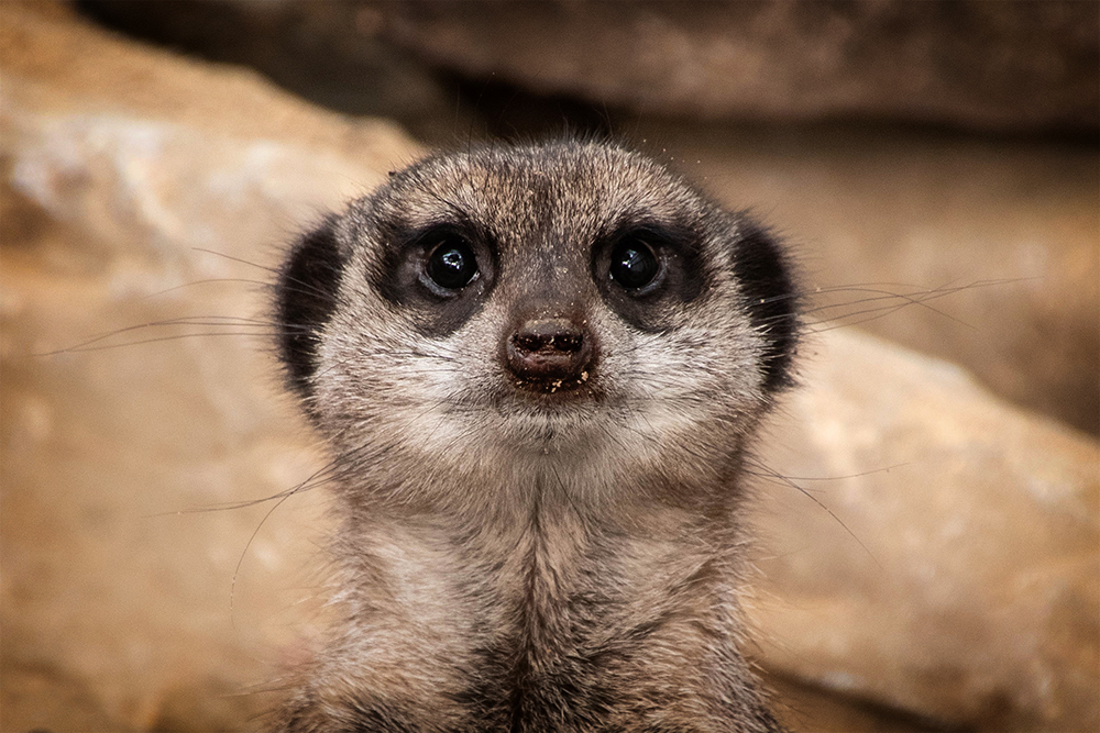 Stokstaartjes - Meerkat